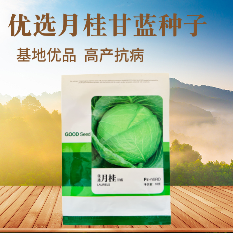 抗热品种基地用种月桂甘蓝种子包菜种子早熟耐热品种6月可种