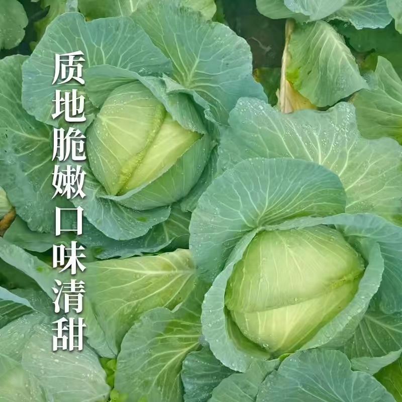 抗热品种基地用种月桂甘蓝种子包菜种子早熟耐热品种6月可种
