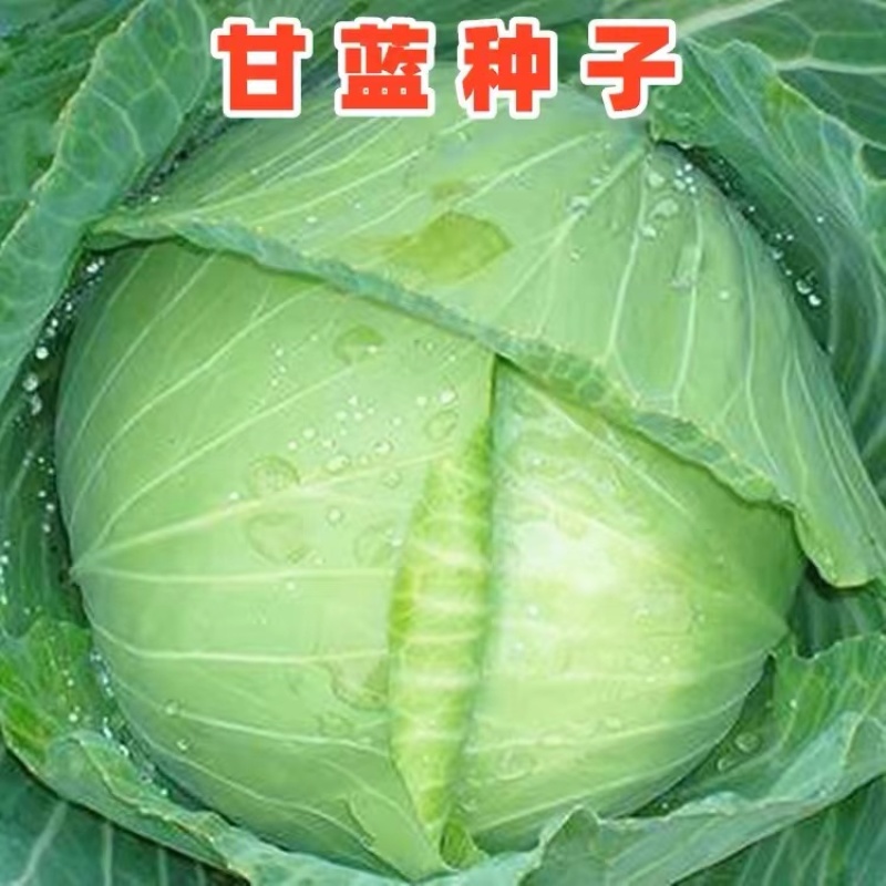 抗热品种基地用种月桂甘蓝种子包菜种子早熟耐热品种6月可种
