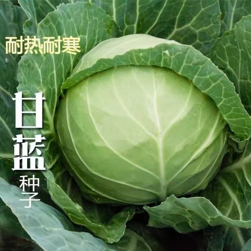 抗热品种基地用种月桂甘蓝种子包菜种子早熟耐热品种6月可种