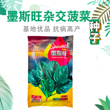 菠菜种子墨斯旺菠菜种子圆叶黑亮菠菜肉厚抗病耐寒杂交菠菜种