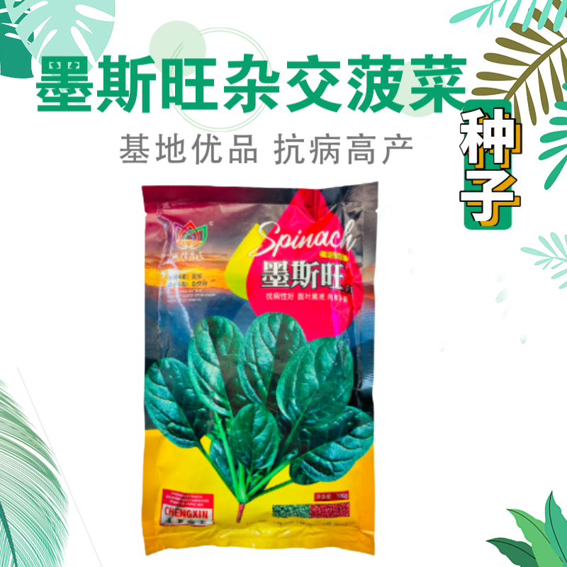 菠菜种子墨斯旺菠菜种子圆叶黑亮菠菜肉厚抗病耐寒杂交菠菜种