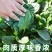 菠菜种子墨斯旺菠菜种子圆叶黑亮菠菜肉厚抗病耐寒杂交菠菜种