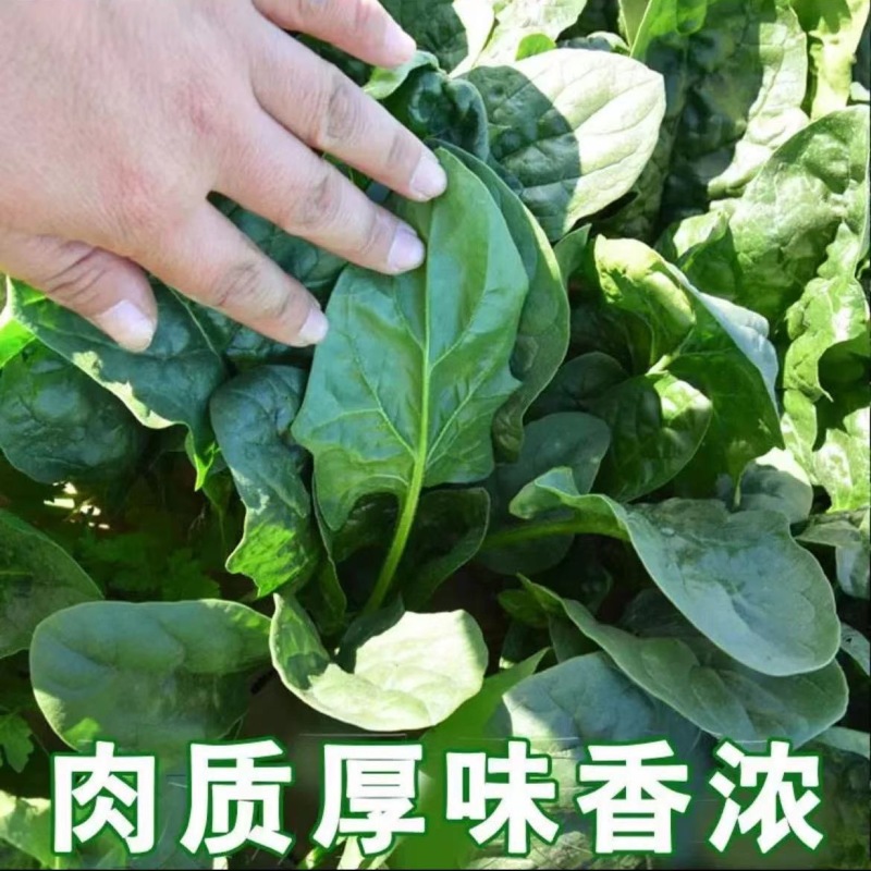 菠菜种子墨斯旺菠菜种子圆叶黑亮菠菜肉厚抗病耐寒杂交菠菜种