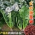 菠菜种子墨斯旺菠菜种子圆叶黑亮菠菜肉厚抗病耐寒杂交菠菜种