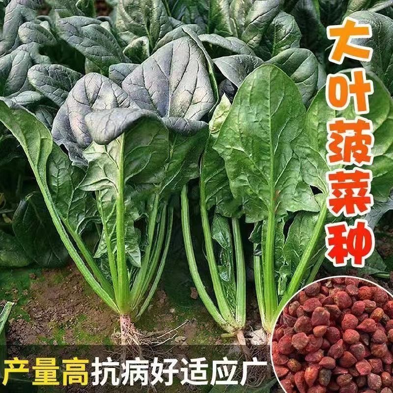 菠菜种子墨斯旺菠菜种子圆叶黑亮菠菜肉厚抗病耐寒杂交菠菜种