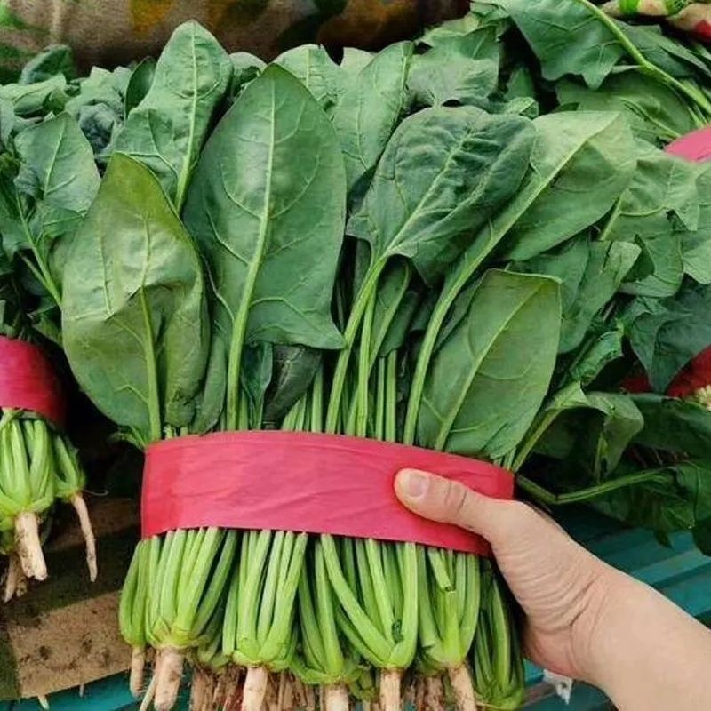 菠菜种子墨斯旺菠菜种子圆叶黑亮菠菜肉厚抗病耐寒杂交菠菜种