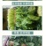 菠菜种子墨斯旺菠菜种子圆叶黑亮菠菜肉厚抗病耐寒杂交菠菜种