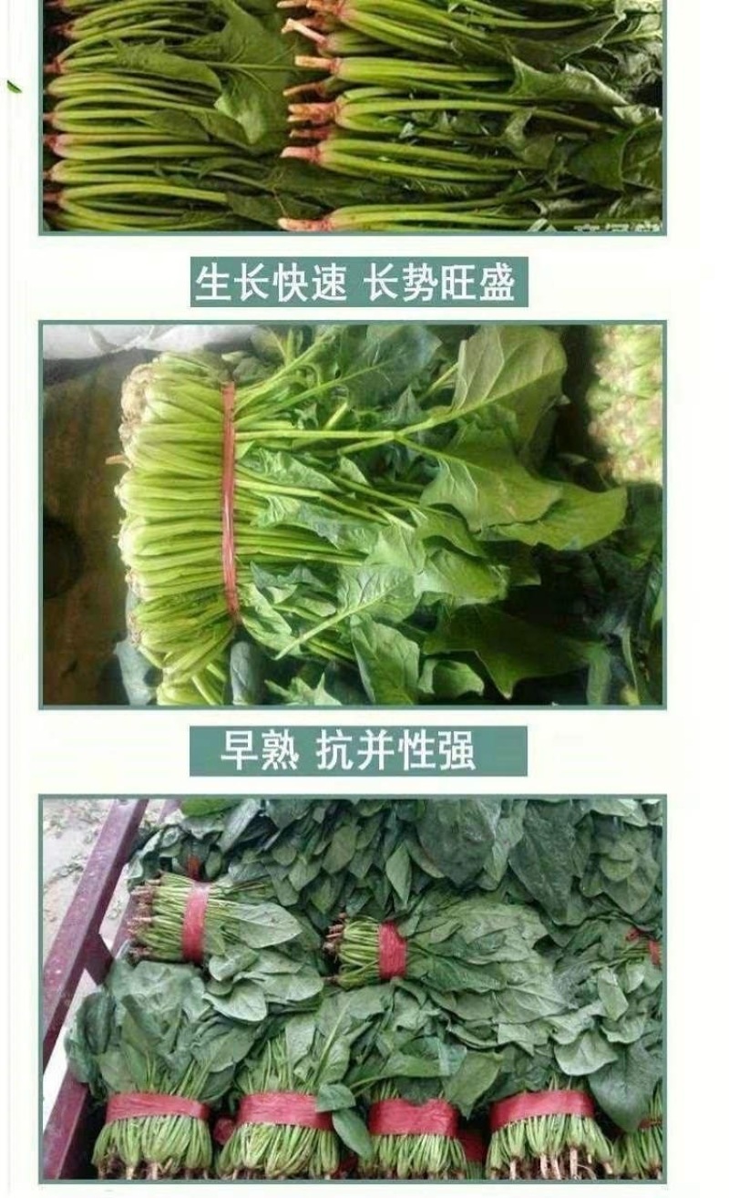 菠菜种子墨斯旺菠菜种子圆叶黑亮菠菜肉厚抗病耐寒杂交菠菜种