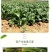 菠菜种子墨斯旺菠菜种子圆叶黑亮菠菜肉厚抗病耐寒杂交菠菜种