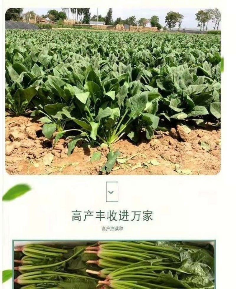菠菜种子墨斯旺菠菜种子圆叶黑亮菠菜肉厚抗病耐寒杂交菠菜种