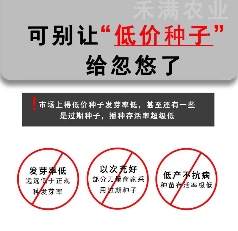 菠菜种子墨斯旺菠菜种子圆叶黑亮菠菜肉厚抗病耐寒杂交菠菜种