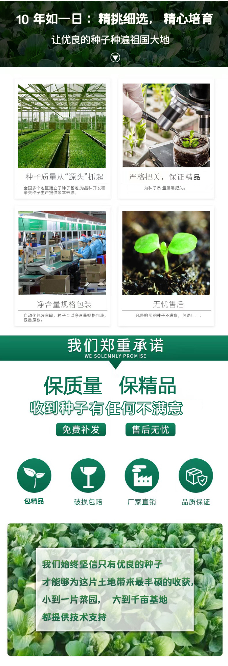 菠菜种子墨斯旺菠菜种子圆叶黑亮菠菜肉厚抗病耐寒杂交菠菜种