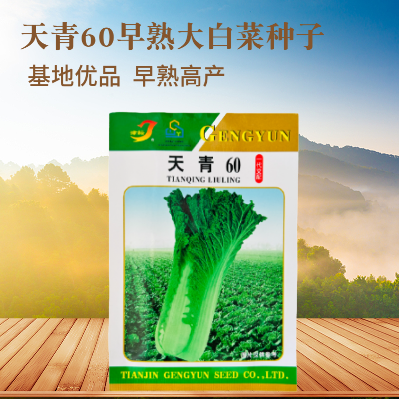 天津青麻白菜种子天青60秋菜高产抗高桩病直筒青麻叶大