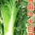 天津青麻白菜种子天青60秋菜高产抗高桩病直筒青麻叶大