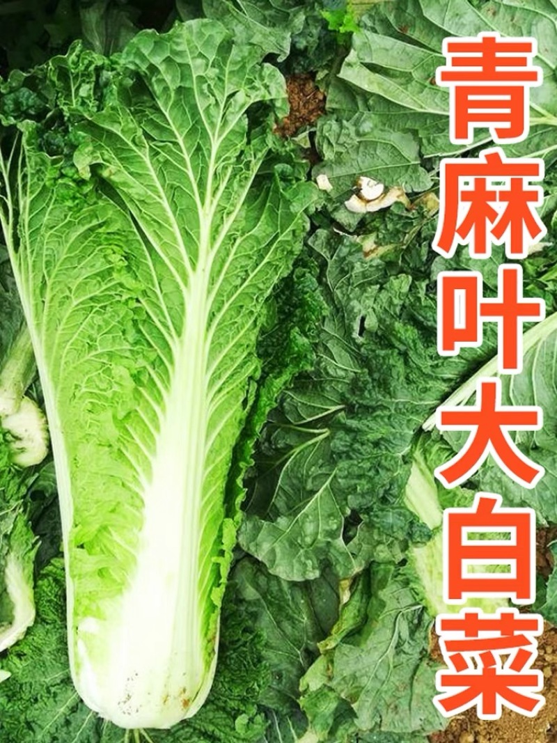 天津青麻白菜种子天青60秋菜高产抗高桩病直筒青麻叶大