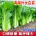 天津青麻白菜种子天青60秋菜高产抗高桩病直筒青麻叶大