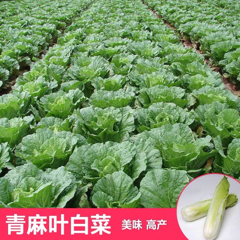 天津青麻白菜种子天青60秋菜高产抗高桩病直筒青麻叶大