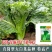 天津青麻白菜种子天青60秋菜高产抗高桩病直筒青麻叶大