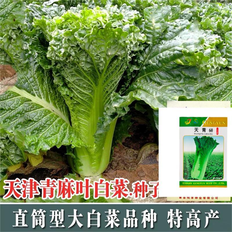 天津青麻白菜种子天青60秋菜高产抗高桩病直筒青麻叶大