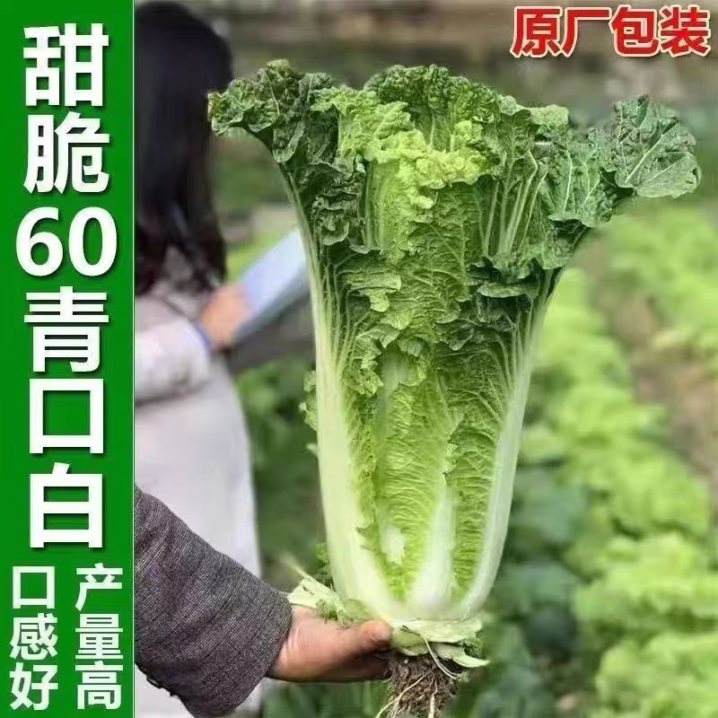 天津青麻白菜种子天青60秋菜高产抗高桩病直筒青麻叶大