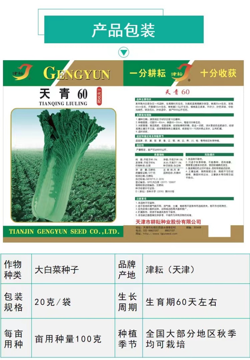 天津青麻白菜种子天青60秋菜高产抗高桩病直筒青麻叶大