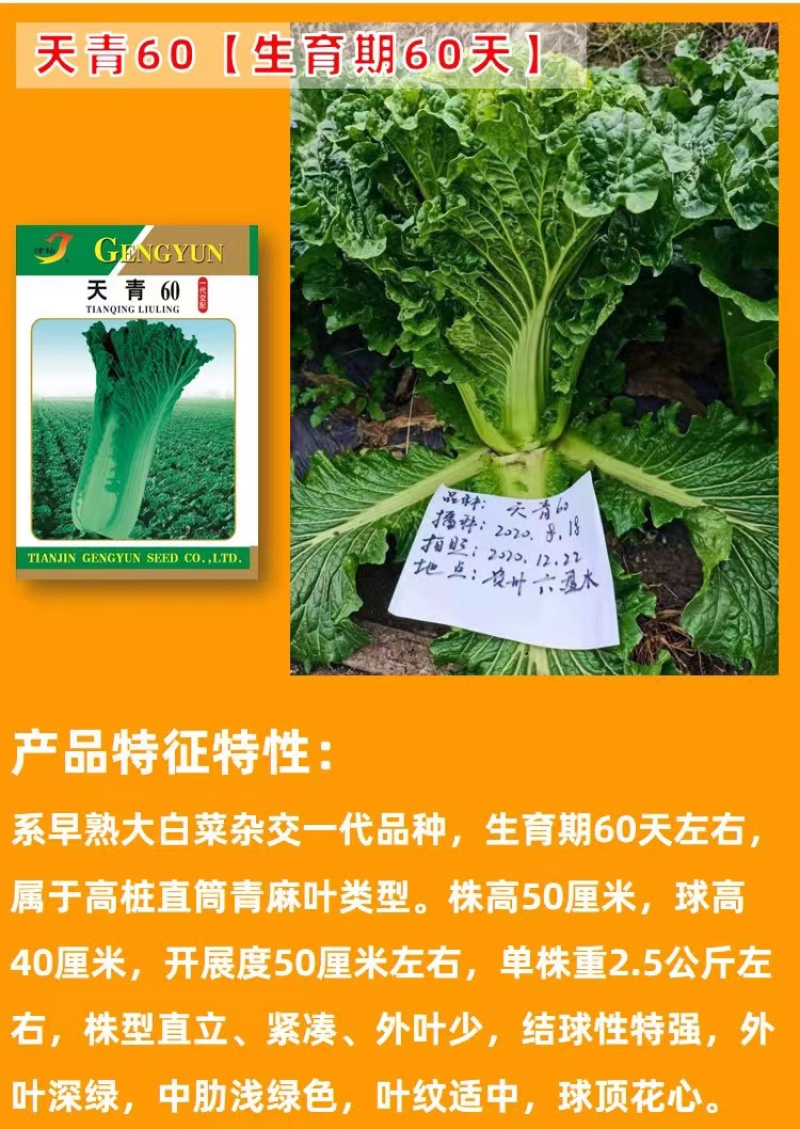 天津青麻白菜种子天青60秋菜高产抗高桩病直筒青麻叶大