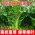 天津青麻白菜种子天青60秋菜高产抗高桩病直筒青麻叶大