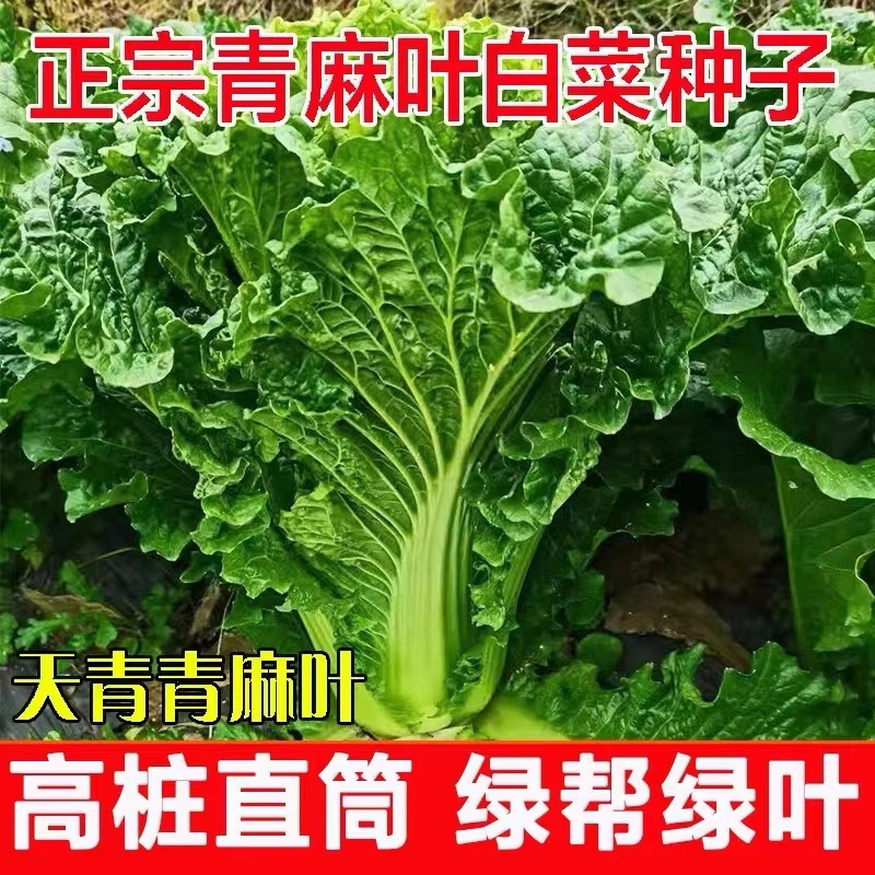 天津青麻白菜种子天青60秋菜高产抗高桩病直筒青麻叶大