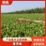 中条山苍术种苗（朱砂点），诚信经营，承德野生一代籽繁育。