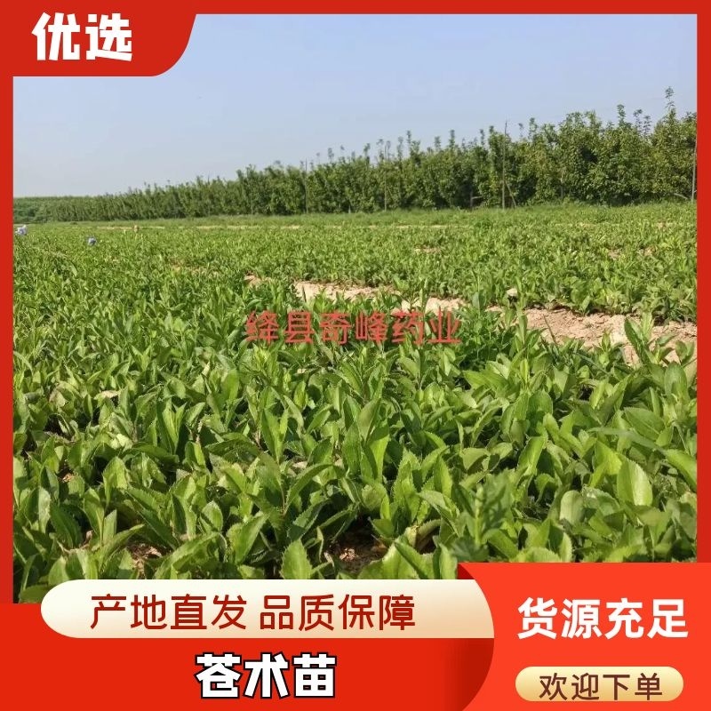 中条山苍术种苗（朱砂点），诚信经营，承德野生一代籽繁育。