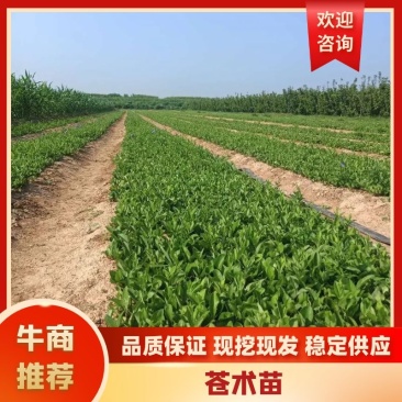 山西中条山道地北苍术种苗（诚信经营，信益第一）
