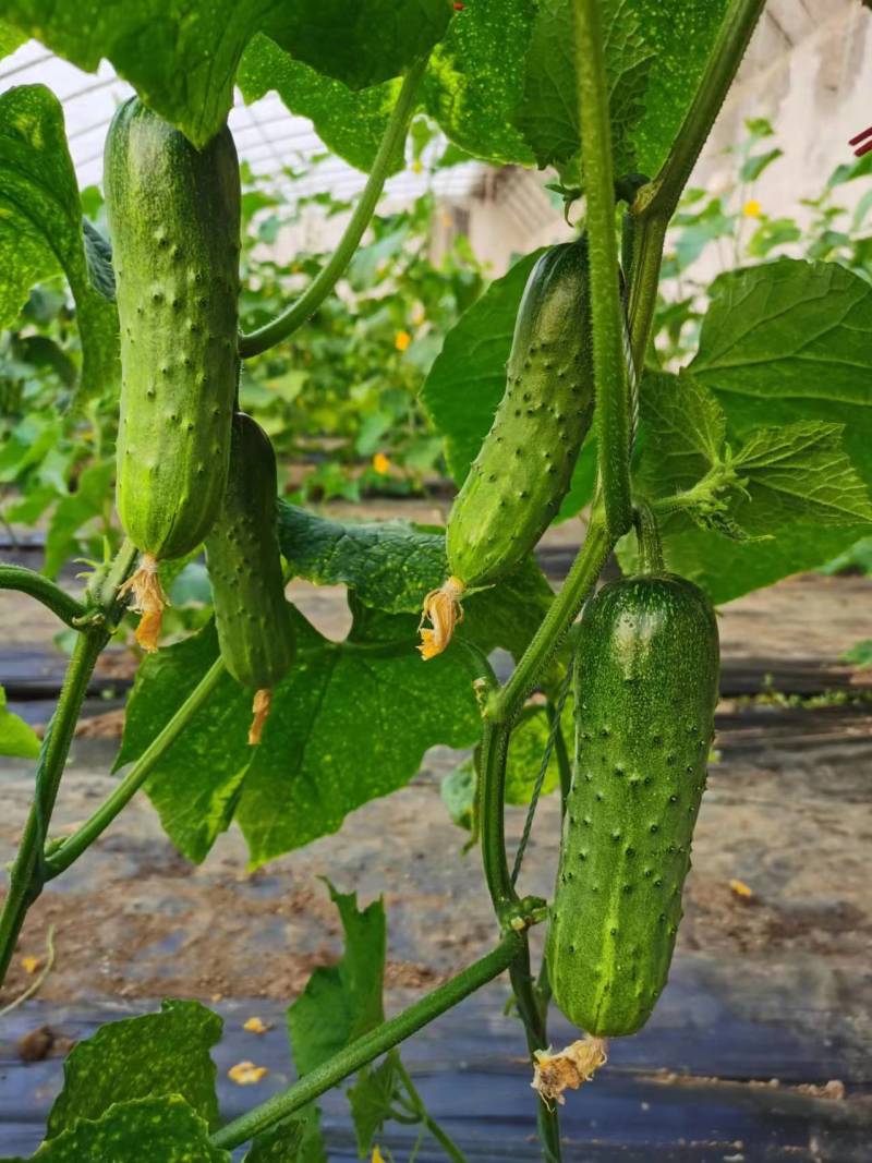 绿袖二号水果黄瓜种子早熟。杂交种。生长势强，雌性型，雌花节率高。果实圆筒形，