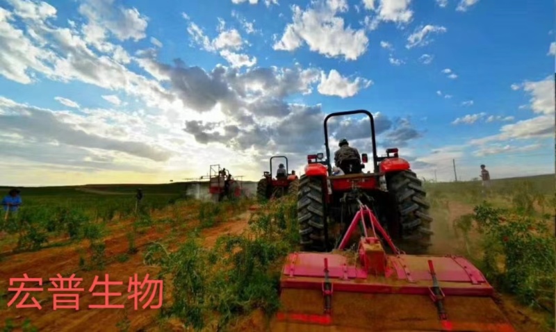 鲜枸杞枸杞宁夏鲜枸杞产地直发量大从优规格多手续全