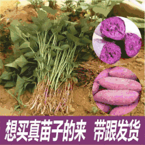 紫薯苗，火山一号，扩繁苗脱毒苗，现挖现发，全国接单中