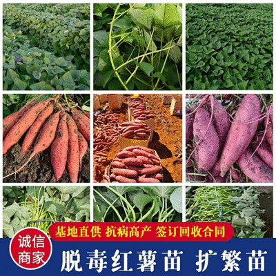 山东西瓜红脱毒苗/大量有货/品种全保证质量/全国接单中
