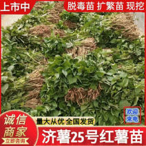 《济薯25红薯苗》各种脱毒红薯苗/小花叶，济薯/烟薯