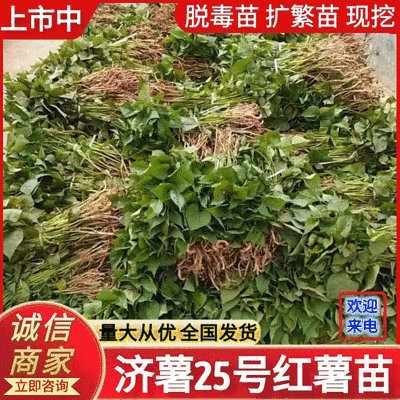 《济薯25红薯苗》各种脱毒红薯苗/小花叶，济薯/烟薯