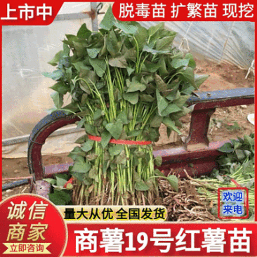 《商薯19苗》脱毒苗扩繁苗3000亩育苗基地。