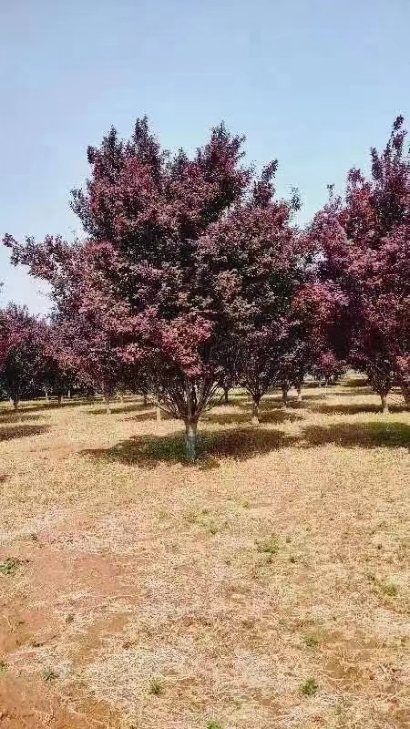 苗木基地批发红叶李3~20公分规格齐全