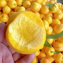 【中油4号黄油桃】新品上市脆甜可口万亩种植价格优惠