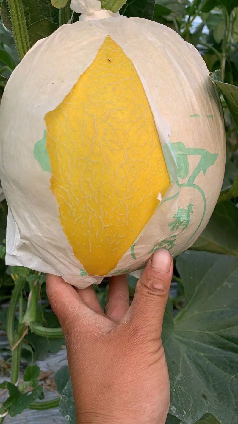 【精品】头茬久红瑞甜瓜超甜久红瓜黄金蜜瓜金美人瓜