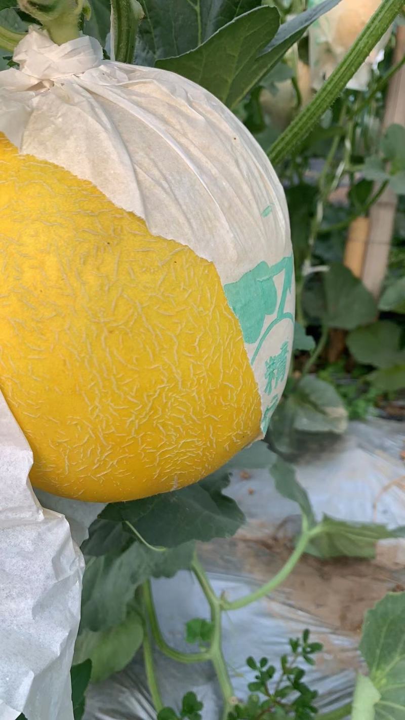 【精品】头茬久红瑞甜瓜超甜久红瓜黄金蜜瓜金美人瓜