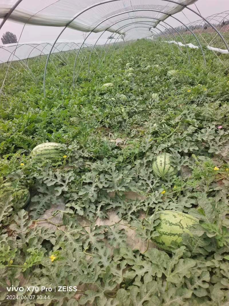 【金城5号西瓜】大量上市陕西基地直供质量保证欢迎订购