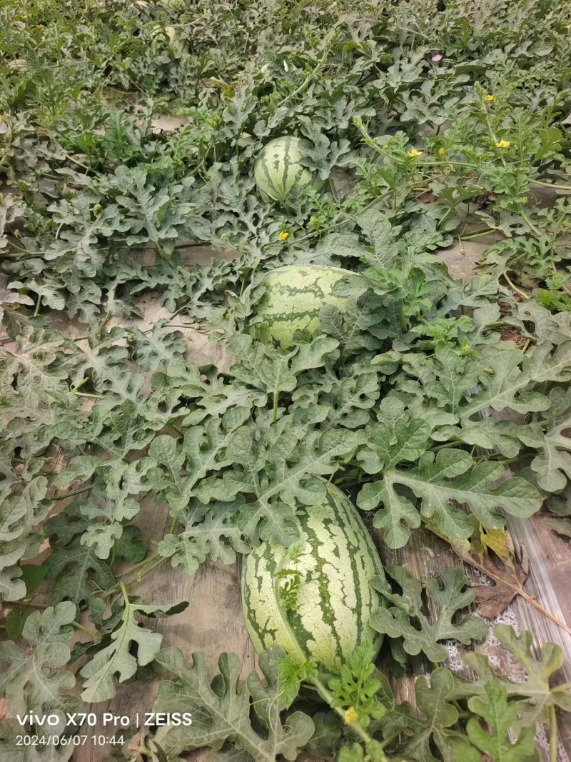 【金城5号西瓜】大量上市陕西基地直供质量保证欢迎订购