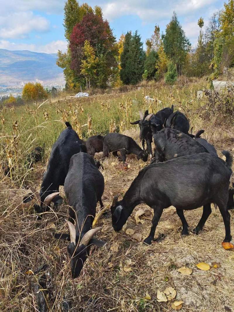 山羊养殖场直发全国可发货量大从优欢迎咨询