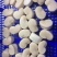 瑶贝【贝柱】大连海产品基地直供质量保证规格齐全欢迎订购