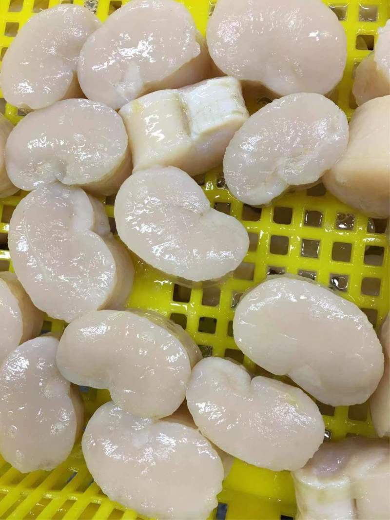 瑶贝【贝柱】大连海产品基地直供质量保证规格齐全欢迎订购