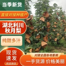 【精品秋月梨】新品上市现摘现发脆甜可口代发全国价优