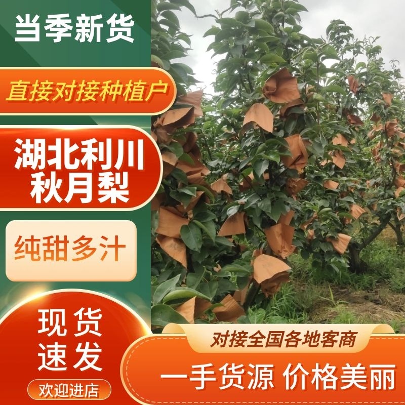 【精品秋月梨】新品上市现摘现发脆甜可口代发全国价优